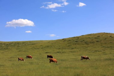Bir sığır sürüsü Prairi 'de otluyordu.