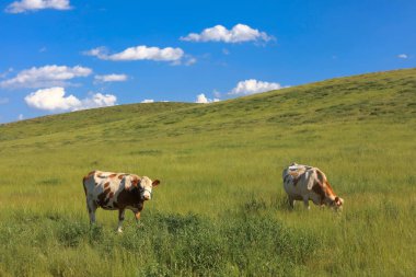 Bir sığır sürüsü Prairi 'de otluyordu.