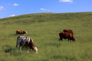 Bir sığır sürüsü Prairi 'de otluyordu.