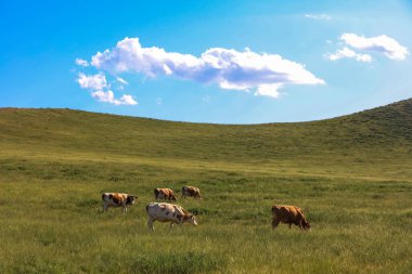 Bir sığır sürüsü Prairi 'de otluyordu.