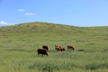 Bir sığır sürüsü Prairi 'de otluyordu.