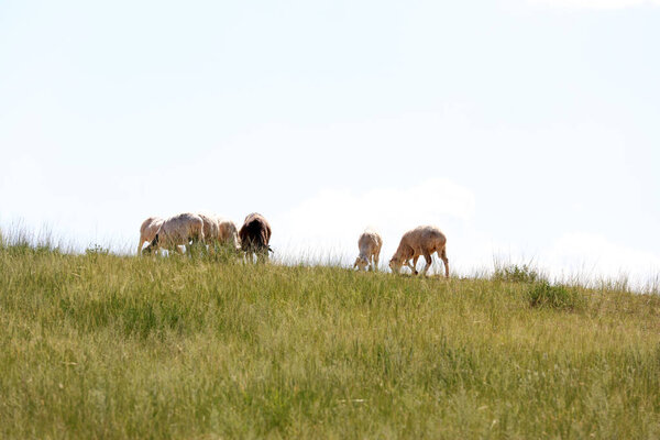 In the summer, A flock of sheep are eating grass on the grassland