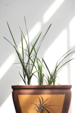 Güzel orkideler, Çin orkideleri, Çin 'in ünlü çiçekleri.