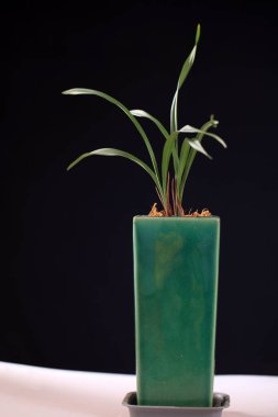 Güzel orkideler, Çin orkideleri, Çin 'in ünlü çiçekleri.