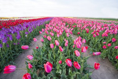 Güzel laleler çiçek açmış, her renkten laleler tarlada.