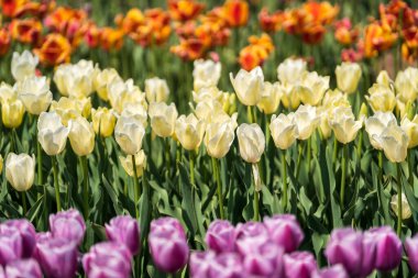 Güzel laleler çiçek açmış, her renkten laleler tarlada.