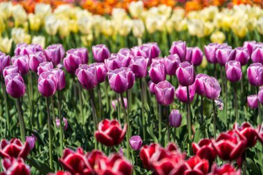 Güzel laleler çiçek açmış, her renkten laleler tarlada.