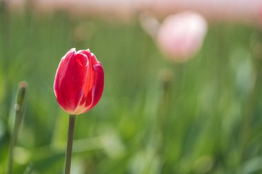 Güzel laleler çiçek açmış, her renkten laleler tarlada.