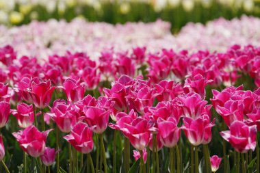 Güzel laleler çiçek açmış, her renkten laleler tarlada.