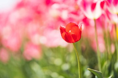 Güzel laleler çiçek açmış, her renkten laleler tarlada.