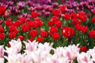 Güzel laleler çiçek açmış, her renkten laleler tarlada.