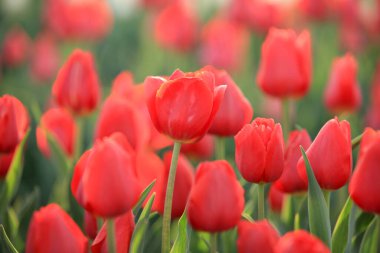 Güzel laleler çiçek açmış, her renkten laleler tarlada.