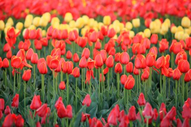 Güzel laleler çiçek açmış, her renkten laleler tarlada.