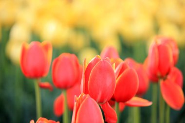 Güzel laleler çiçek açmış, her renkten laleler tarlada.
