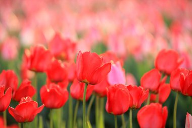 Güzel laleler çiçek açmış, her renkten laleler tarlada.