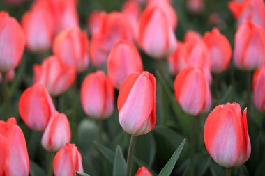 Güzel laleler çiçek açmış, her renkten laleler tarlada.