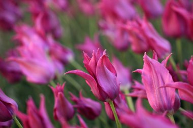 Güzel laleler çiçek açmış, her renkten laleler tarlada.