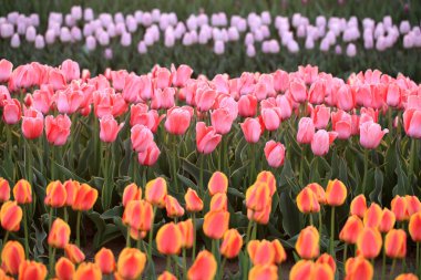 Güzel laleler çiçek açmış, her renkten laleler tarlada.