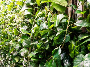 Arkaplan 9 olarak kullanılabilecek bitki fotoğrafları koleksiyonu.