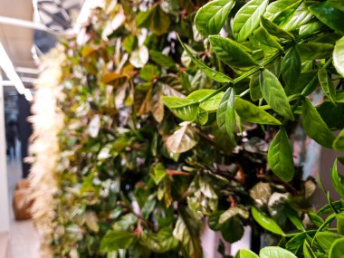 Arka plan 21 olarak kullanılabilecek bitki fotoğrafları koleksiyonu.