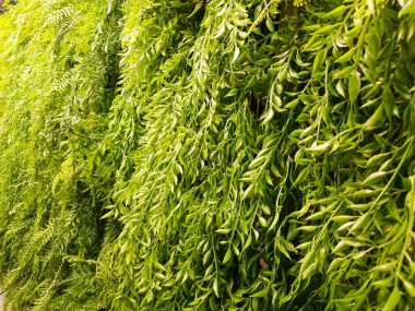 24 arkaplan olarak kullanılabilecek bitki fotoğrafları koleksiyonu.