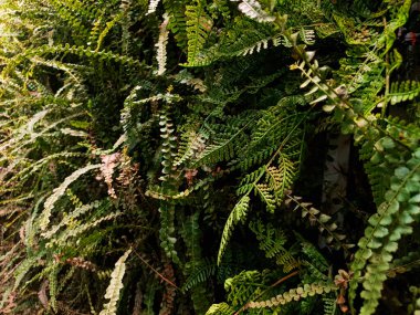 30 arkaplan olarak kullanılabilecek bitki fotoğrafları koleksiyonu.