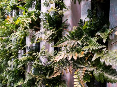 Arkaplan olarak kullanılmak için harika bir bitki fotoğrafları koleksiyonu.