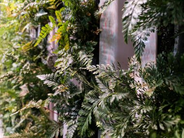 Arkaplan 44 olarak kullanılabilecek bitki fotoğrafları koleksiyonu.