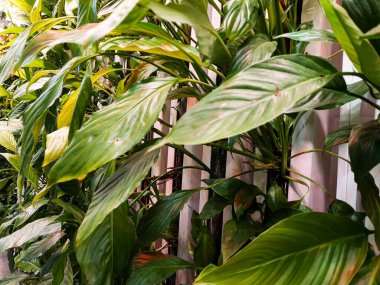 47. arkaplan olarak kullanılabilecek bitki fotoğrafları koleksiyonu.