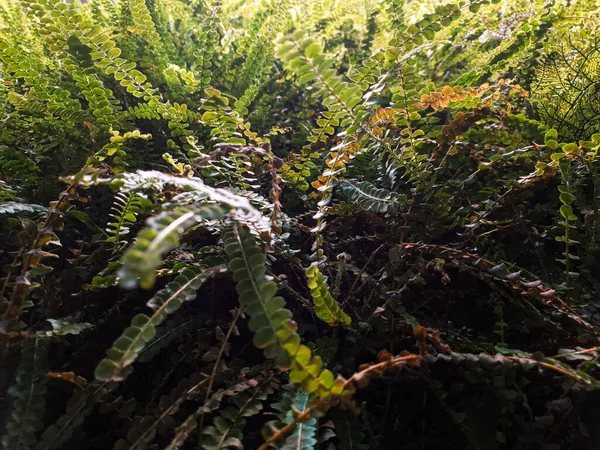 Eine Sammlung Von Pflanzenfotos Die Sich Hervorragend Als Hintergrund Eignen — Stockfoto