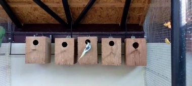 Kuşhanede Cockatiel. Güzel renkli papağanlar Cockatiel (Nymphicus hollandicus) ya da Weiro olarak da bilinir, ya da kuşhanede ya da hayvanat bahçesinde bir kafeste taş ocağı. Papağanlar mobil video, gerçek zamanlı, 60 fps..