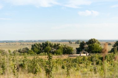Foundation of a Dinogeteia Monastery dedicated to the Healing Spring at the rays of the setting sun in the bush