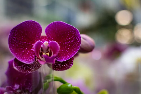 Flieder Orchidee Blumenstrauß Knospen Nahaufnahme Blühender Lila Maibaum Mit Knospenorchidee — Stockfoto