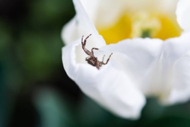 Çiçekli Thomisidae. Thomisidae örümceği (altın yengeç örümceği) beyaz lale çiçeği üzerinde, seçici odak, sığ alan derinliği