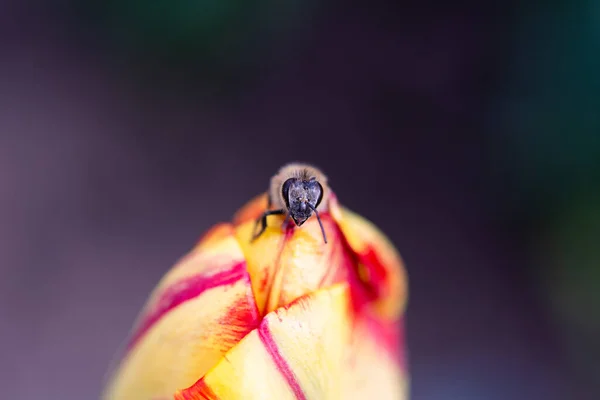 蜜蜂和郁金香 一只蜜蜂从黄红郁金香的花蕾中爬出来 选择性地集中注意力 浅浅的田野深处 — 图库照片