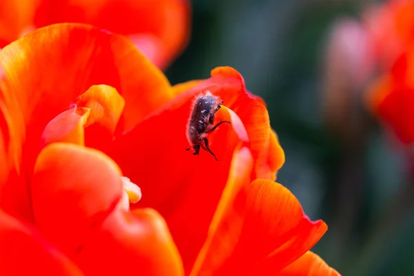 在红色郁金香花中 甲虫爬行至花心 采集花粉 选择性的焦点 浅层的田野深度 — 图库照片