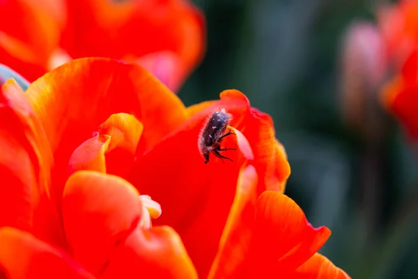 Oxythyrea Funesta Phytophag Ein Käfer Kriecht Das Zentrum Einer Roten — Stockfoto