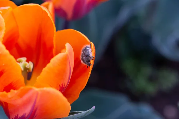 在红色郁金香花中 甲虫爬行至花心 采集花粉 选择性的焦点 浅层的田野深度 — 图库照片