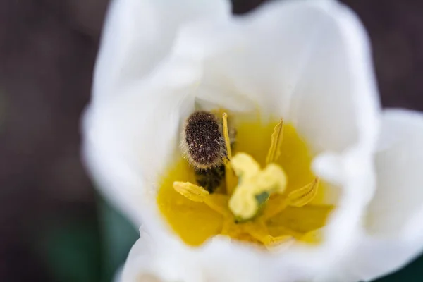 Oxythyrea Funesta Phytophag Käfer Mit Pollen Auf Der Weißen Tulpenblüte — Stockfoto