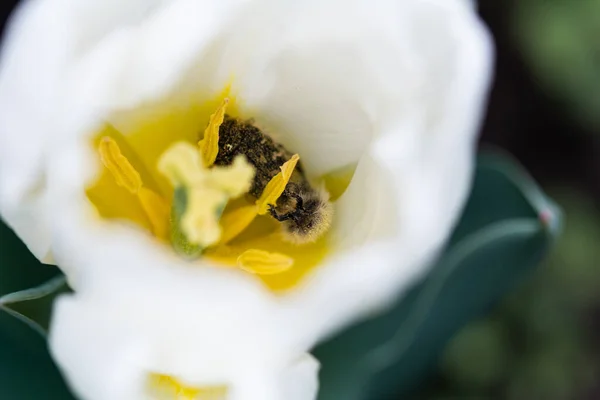 Oxythyrea Funesta Phytophag Käfer Mit Pollen Auf Der Weißen Tulpenblüte — Stockfoto