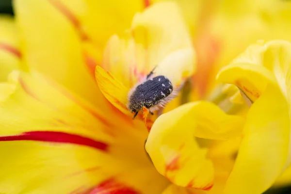 黄色郁金香花上的草本植物甲虫 草场深度浅 背景模糊 — 图库照片