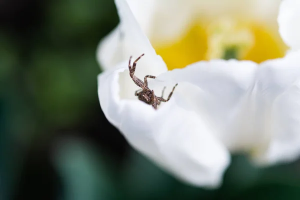 トミサ科の花です 白いチューリップの花 選択的焦点 フィールドの浅い深さにトミサシ ゴールデンカニクモ — ストック写真