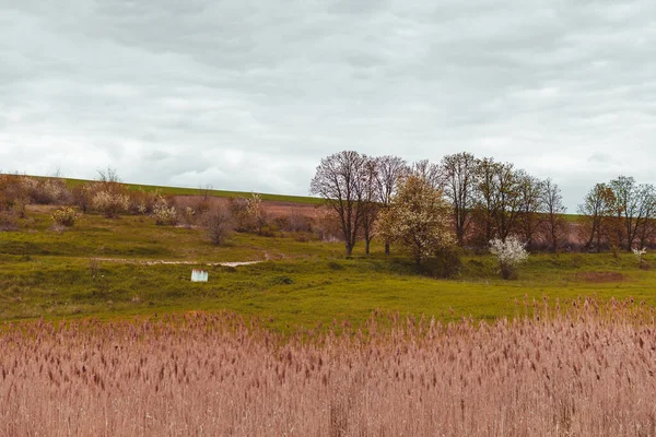 Цветущая Вишня Пейзажи Молдовы Художественная Обработка Фотографий — стоковое фото