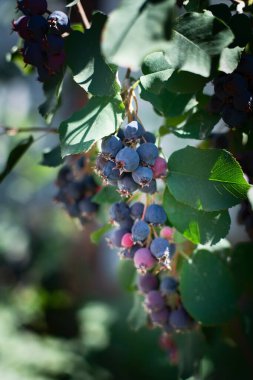 Böğürtlen. Aronia üzümleri, seçici odak, sığ alan derinliği.