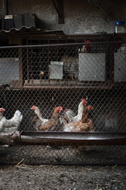 Horozlar ve tavuklar bir çayırda evcilleştirilir. Seçici odak, yüzeysel alan derinliği