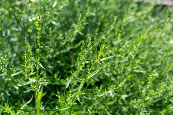 stock image Tarragon. Tarragon background, selective focus, shallow depth of field