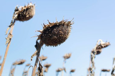 Kurumuş ayçiçeği tarlası. Eylül 'de hasat edilmemiş ayçiçeği hasadı, kurumuş ayçiçeği. İklim değişikliği, mahsul kaybı. Seçici odak, yüzeysel alan derinliği.