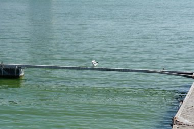 Tahta iskelede bir grup martı, seçici odak, sığ alan derinliği