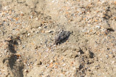 Agrius convolvuli, kıvrımlı şahin güvesi, Romanya 'nın Köstence sahilinin kumlarında kelebek. Seçici odak, yüzeysel alan derinliği