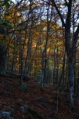 Kayın ormanı sonbahar renklerine bürünmüş..
